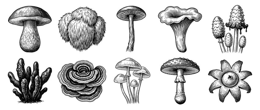 Vintage Hand-Drawn Mushroom Illustration Set, Engraving Style Botanical Fungi Collection including Porcini, Fly Agaric and Lion's Mane, Isolated on White