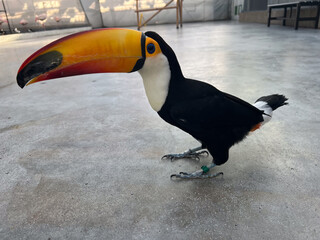 Colorful Toucan Standing on a Concrete Floor © Tleep