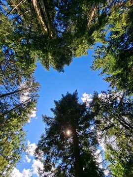 trees and sky