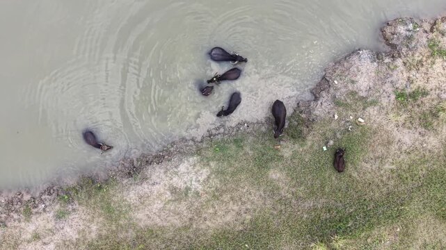 Aerial view of water buffaloes swimming in a river near a grassy bank in Satkania, Chittagong Division, Bangladesh.