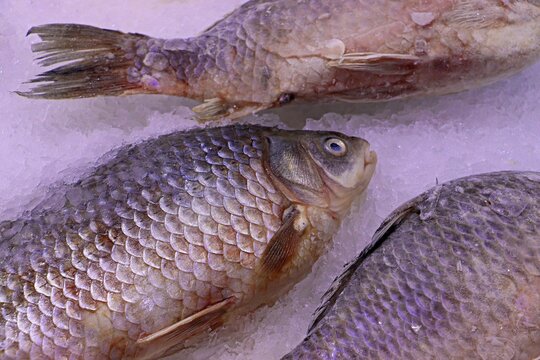 Fresh fish, crucian carp carcasses laid out on ice