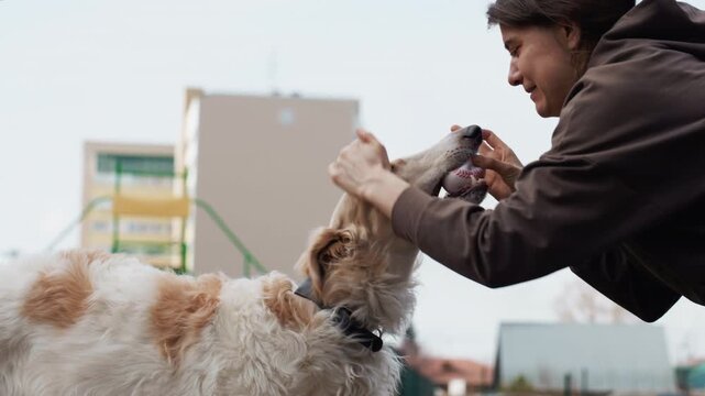 White and brown dog holds baseball in its mouth while interacting with another person. scene takes place outdoors on dirt ground featuring playground equipment like green structures visible