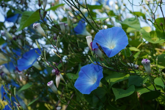 Nahaufnahme von blauen Bl&uuml;ten und Knospen der Himmelblauen Prunkwinde (Ipomoea tricolor)