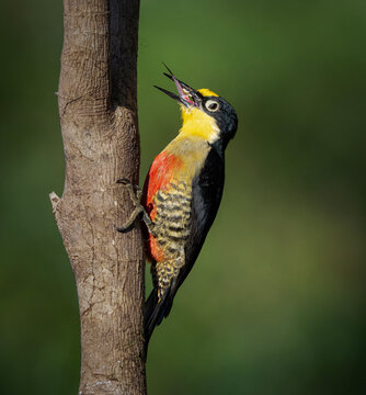 pajaro carpintero arco iris ave lengua