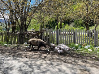 Sow with piglets under spring trees in a Svan village © Ekaterina