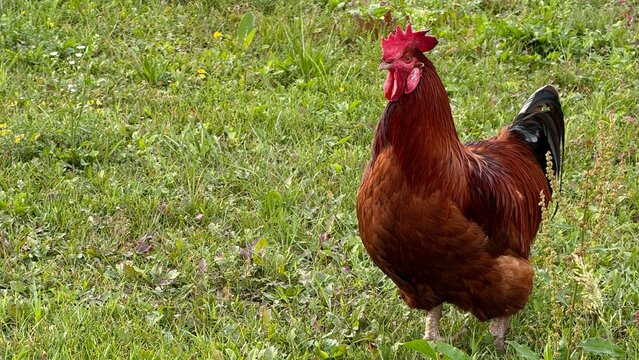 Brown and Red Domestic Rooster Standing on Green Grass in a Farm Meadow.  Brown and red domestic rooster standing alert on green grass in a rural farm meadow, showcasing natural poultry behavior 