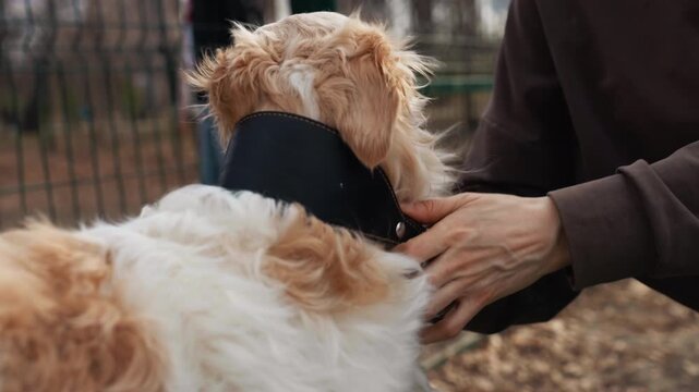 Woman secures black muzzle on head of golden retriever dog in outdoor fenced area. scene shows hands adjusting and fastening pet accessories with soft natural light illuminating interaction