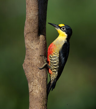 pajaro carpintero arco iris, ave