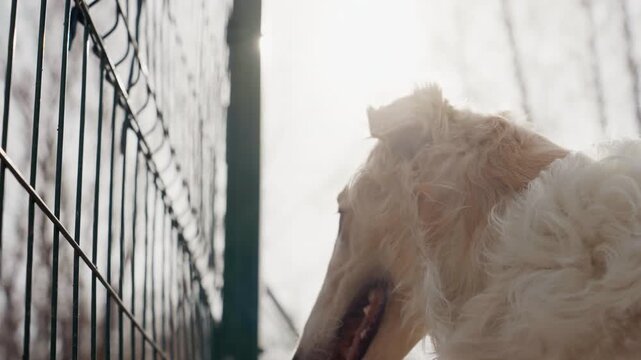 White dog with long fur stands near metal fence looking intently beyond it. scene is softly lit by sunlight creating lens flare and highlighting texture of animal coat. background remains