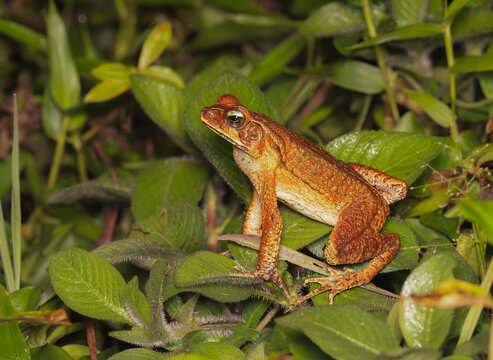 Sapo cururu, rhinella