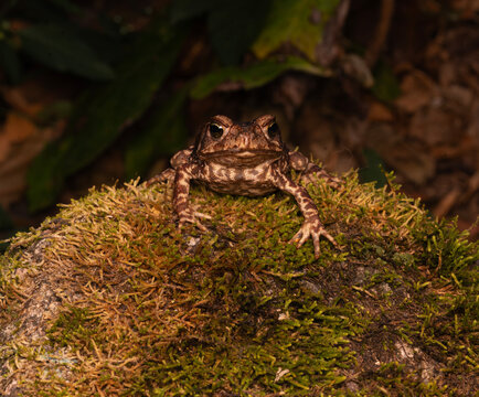Sapo cururu Rhinella