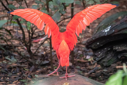 Scarlet ibis spreading bright red wings outdoors in rainforest