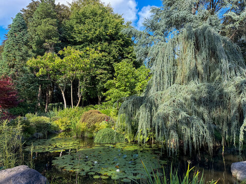 Stunning view of beautiful pond lake landscape with waterlily in Loki Schmidt botanical garden on sunny day	