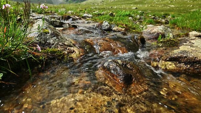 Clear stream flowing over rocks in a green meadow