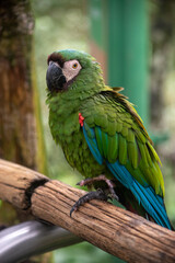 Chestnut fronted macaw close up portrait showing green plumage and dark beak © TC2412
