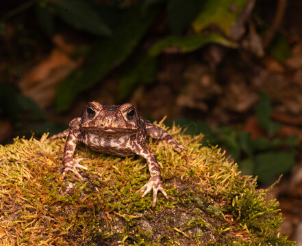 sapo cururu, rhinella