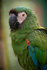 Chestnut fronted macaw close up portrait showing green plumage and dark beak © TC2412