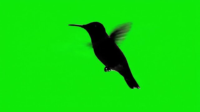 Hummingbird hovering silhouette loop 4k 60fps green screen.