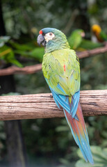 Chestnut fronted macaw perched on wooden branch in rainforest © TC2412