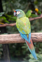 Chestnut fronted macaw perched on wooden branch in rainforest © TC2412