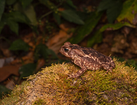 Sapor cururu, rhinella perfil