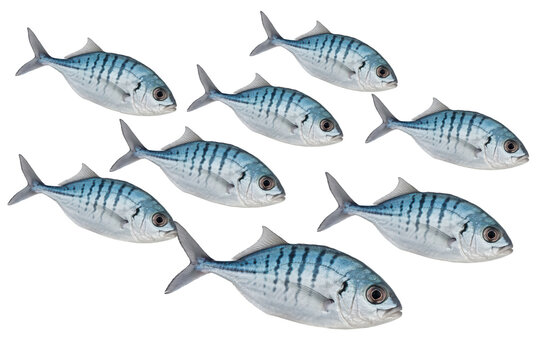 A school of seven striped blue trevally fish swimming together in a group isolated on a transparent background