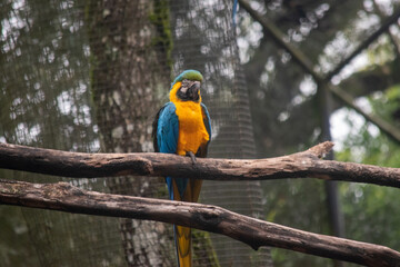 Blue and gold macaw perched on branch in enclosure © TC2412
