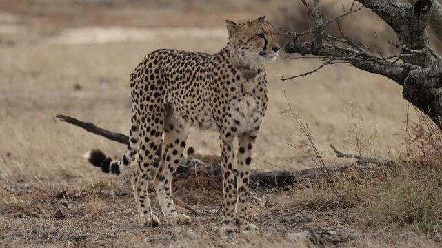  The cheetah mother is searching for prey while the cubs hide