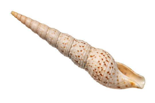 A single elongated auger seashell with brown spotted patterns on a white surface isolated on a transparent background