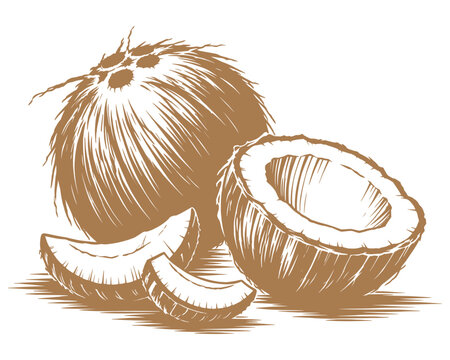 Coconut Fruit Vintage Line Art Vector Illustration Tropical Food Botanical Sketch.