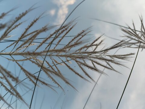 Close up macro detailed photo of kashful ,Kans grass ,Wild sugarcane, Catkin on the blue sky background