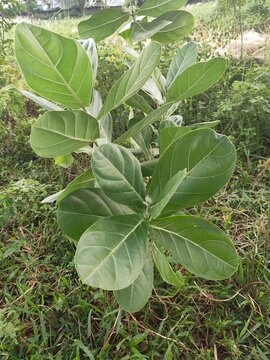 Akondo,Calotropis gigantea,Crown Flower,Giant Milkweed herbal medicine plant