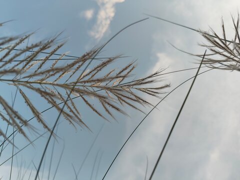 Close up macro detailed photo of kashful ,Kans grass ,Wild sugarcane, Catkin on the blue sky background