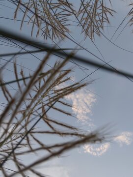 Close up macro detailed photo of kashful ,Kans grass ,Wild sugarcane, Catkin on the blue sky background