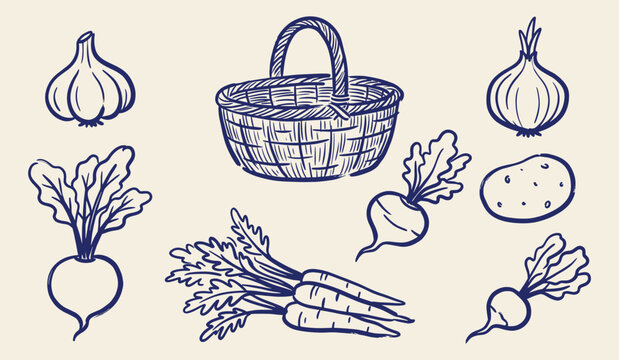 Hand drawn vintage vector set of root vegetables including carrots, turnip, onion, garlic, and basket
