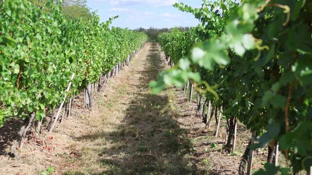 Sunny vineyard rows stretch into the distance in Tokaj, Hungary, surrounded by lush grapevines during the late summer growing season.