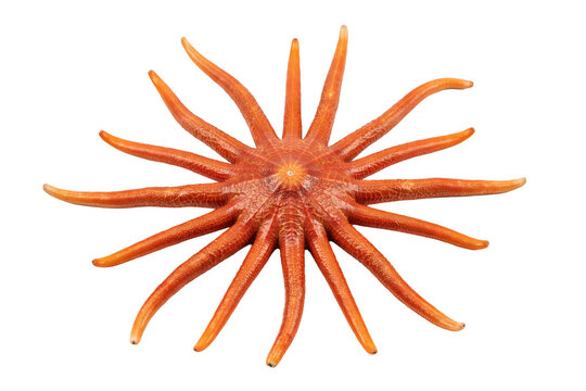 A vibrant orange multi-armed sun starfish seen from above on a white background, isolated on a, transparent background