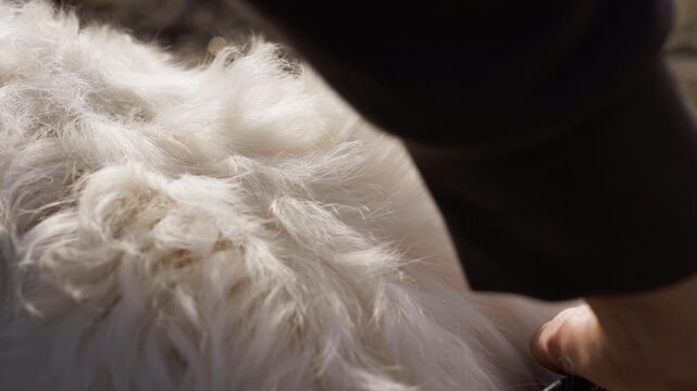 Person gently grooms white fluffy dog with electric clippers in outdoor setting. focus remains on texture of fur and grooming tool as it moves through coat capturing close up details of hair