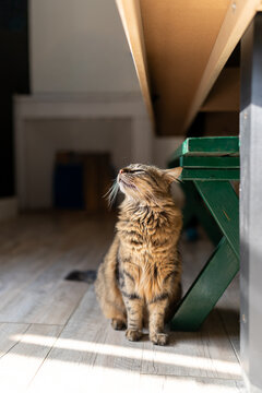 Expressive Shaggy Tabby Cat Sniffing the Air with Eyes Closed Vertical Portrait