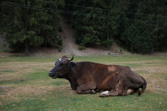Brown cow resting in green mountain pasture