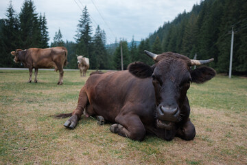 Fototapeta premium Black cow resting in green mountain pasture
