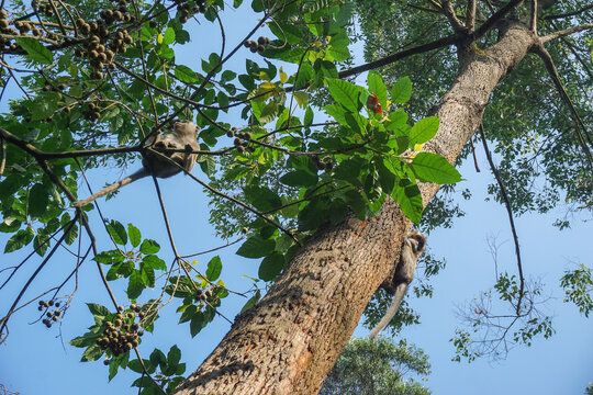 A low-angle photo shows a wild macaque monkey perched on a tall tree branch surrounded by green leaves and twigs under a clear sky in a tropical forest.