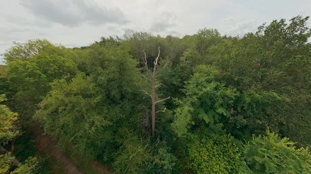 Drone shot around a dead tree in a lush green British woodland