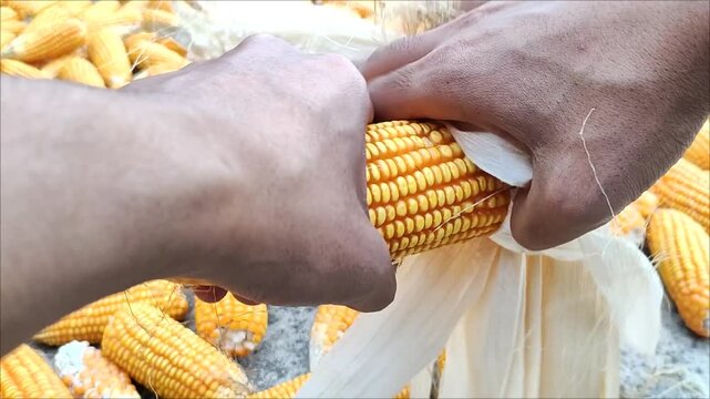 Close up of farmer hands peeling corn husk with harvested yellow corn background