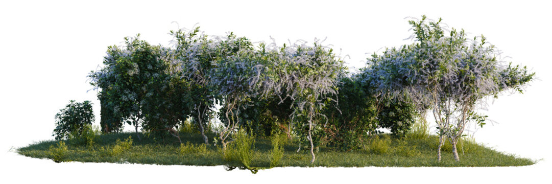 Hydrangea anomala, Lysimachia nummularia and Petrea vol tree shrub, plant bush, cutout, isolate transparent background
