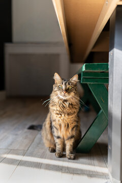 Attentive Shaggy Tabby Cat Looking directly at Camera Vertical Portrait