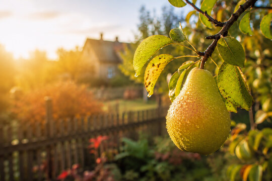 Reife Birne mit Wassertropfen am Baum im warmen Herbstlicht