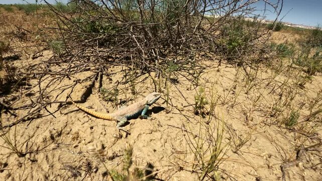 Colorful lizard resting on sandy desert ground