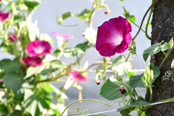 Ipomoea. Convolvulaceae. Pink morning glory or Ipomoea carnea flowers growing in the garden. Close-up of bellflowers blooming in a flowerbed in summer. beauty of nature, floral background. © Oleksandr Filatov