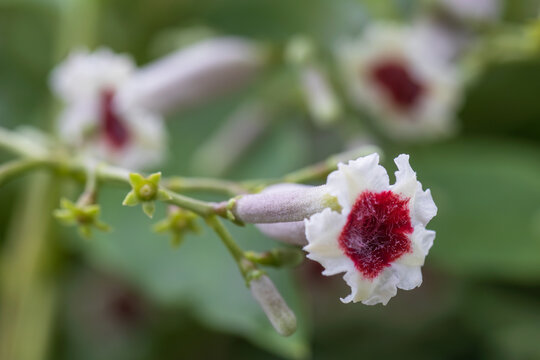 skunk vine